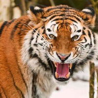 Максим Павлюченко