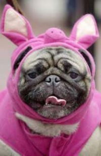 Ксения Загнитко