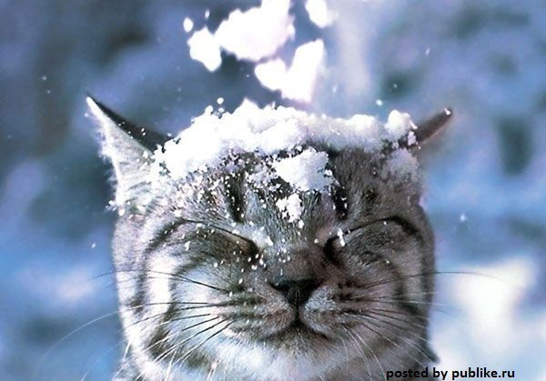 Ирина Тищенко