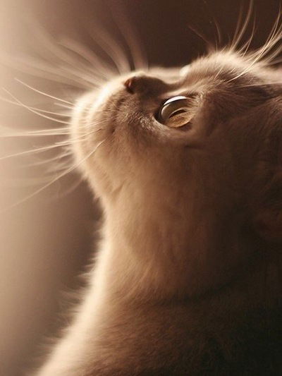 Леська Курченкова