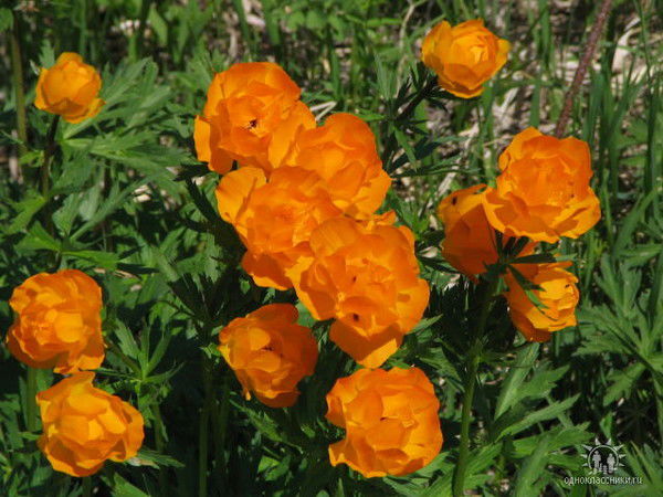 Наталья Иневатова