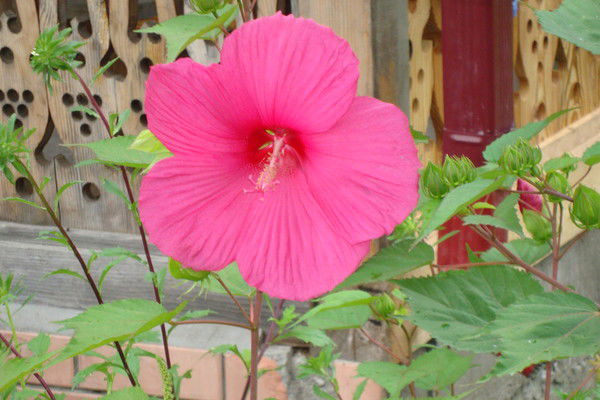 Юлиана Лазарева