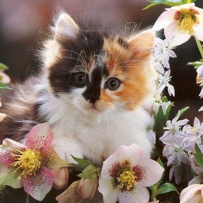 Нина Астаева