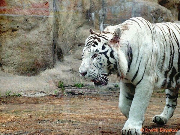 Неизвестно Неизвестно