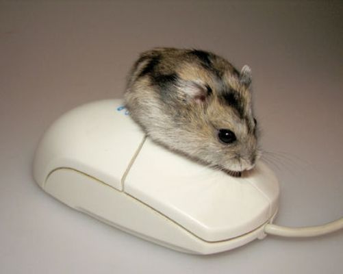 Михаил Чапленко