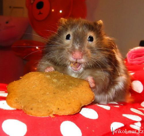 Асель Тасбулатова