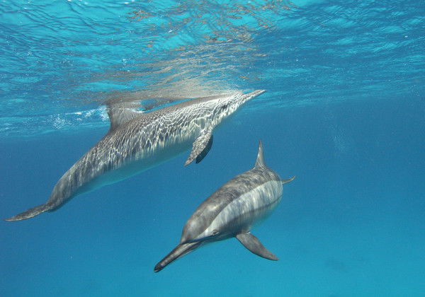 Андрей Пономарев