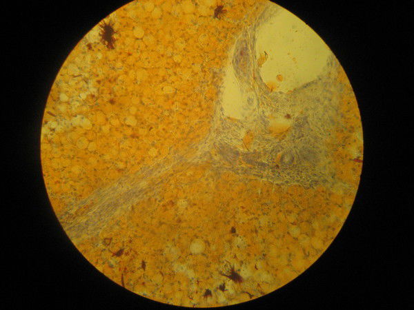 Вася Петров