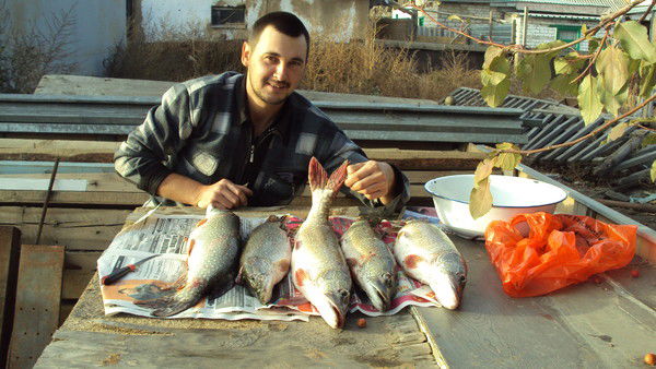 Александр Плужник