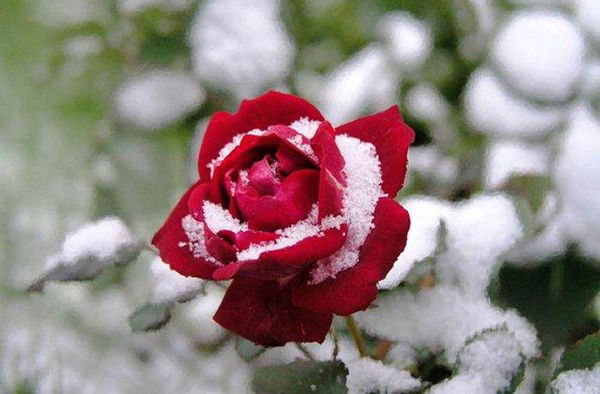 Анна Никифорова