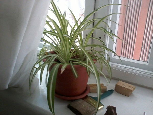 Ордина Анна