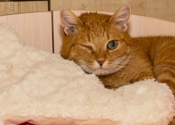 Олег Антипов