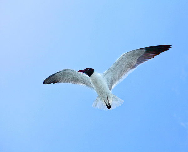 Лариса Котенко