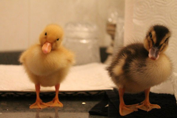 Ирина Мергасова