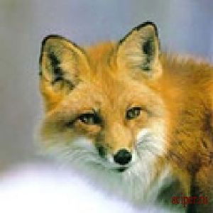 Дмитрий Романов