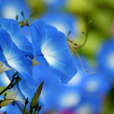 Абдукадим Набиев