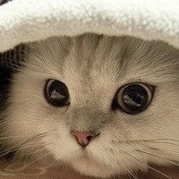 Аня Волкова