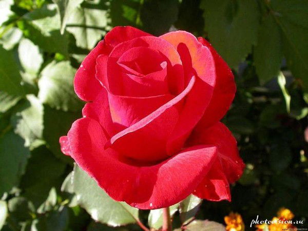 Гулназ Елемес