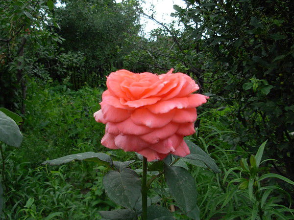 Любовь Любовь