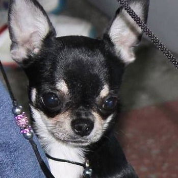 Лена Тарасова