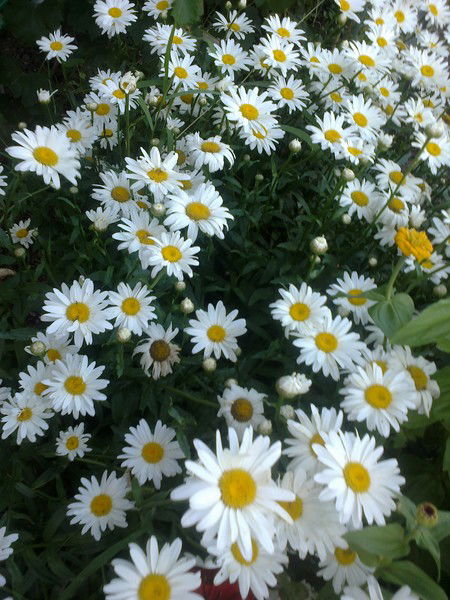 Оксана Мокрушина