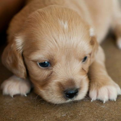 Дияна Лебидева