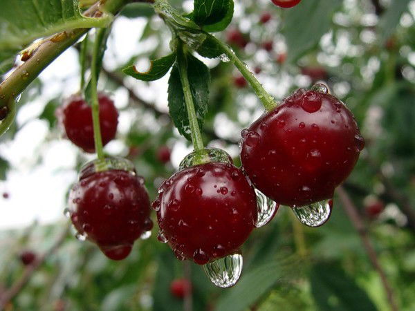 Асылхан Джакипов