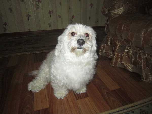 Юлиа Шумаева-Иноземцева