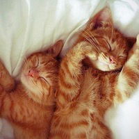 Рома Алекберов