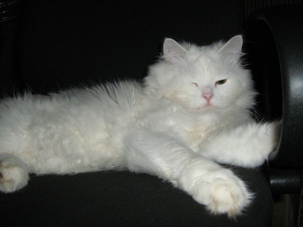 Никита Эгошин