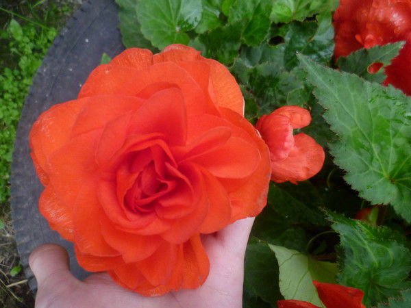 Анжелика Мохова