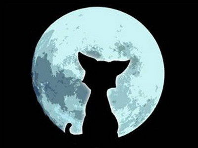 Кошка Мурка