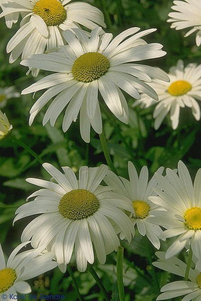 Анна Шиловская