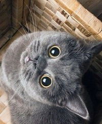 Марина Мехедова