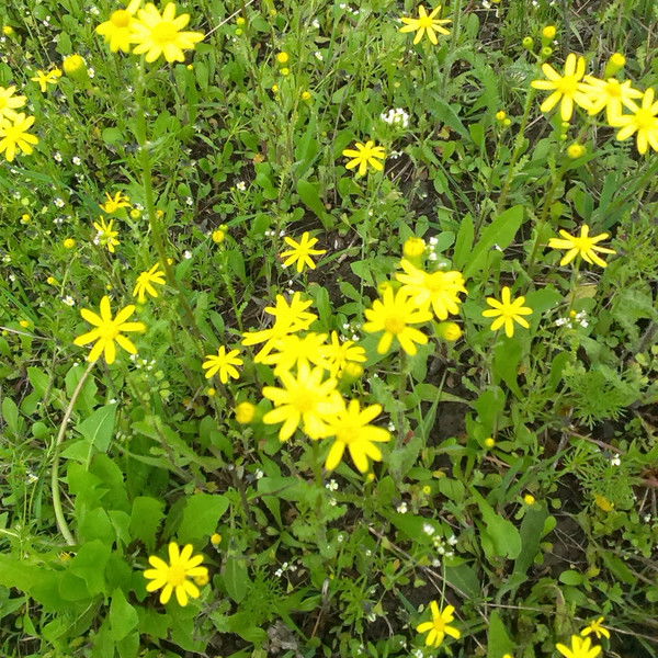 Виолетта Семенихина