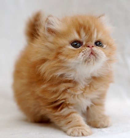 Валентина Коваленко