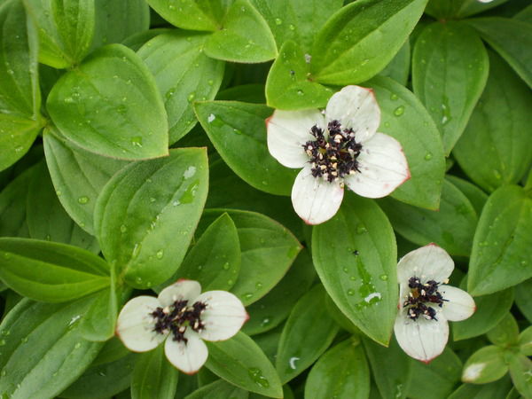 Анна Луненкова