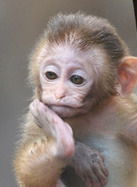 Евгений Молчанов