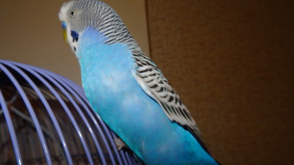 Анна Тетерина