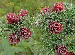 Татьяна Ященко