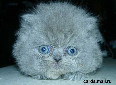 Ю Лин Цейнтнот