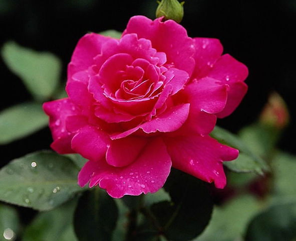 Марзия Койшыгарина