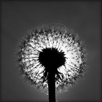 Никола Дэленфен