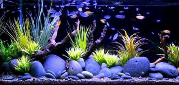 Алексей Аквариумный Свет