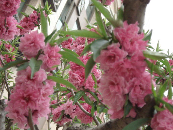 Денис Стариков