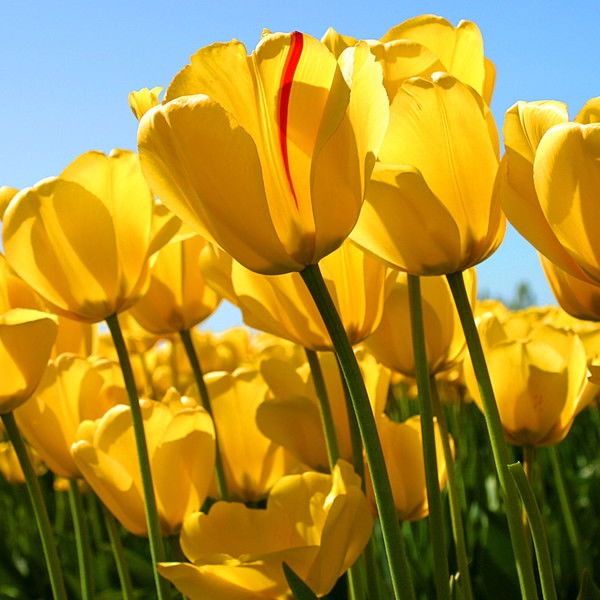 Ольга Гайдаревская