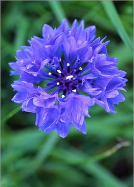 Светлана Васильева