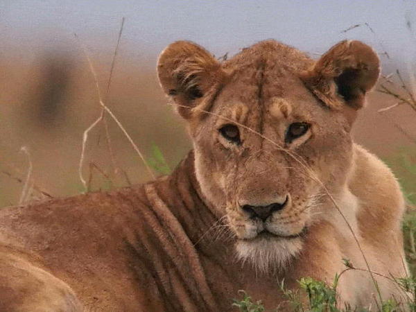 Autoglinki Autoglinki