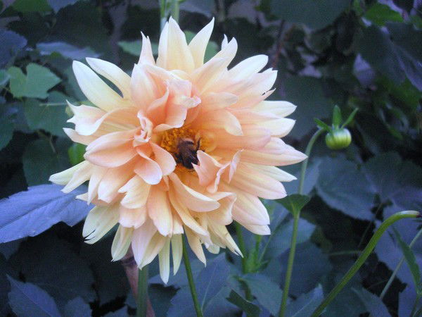 Ирина Карпутенко