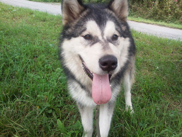 Александр Шабанов